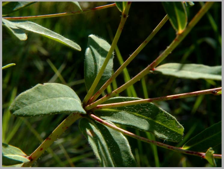 flowering spurge, leaves