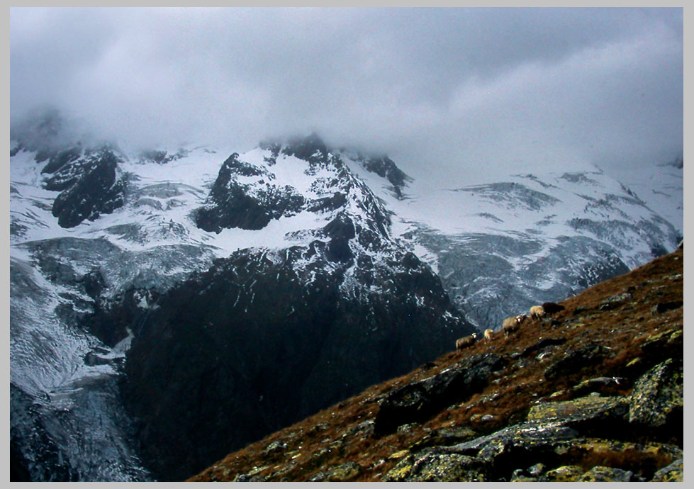 CLIFF CREGO? | Fall Sheep Roundup . . .  The European Alps