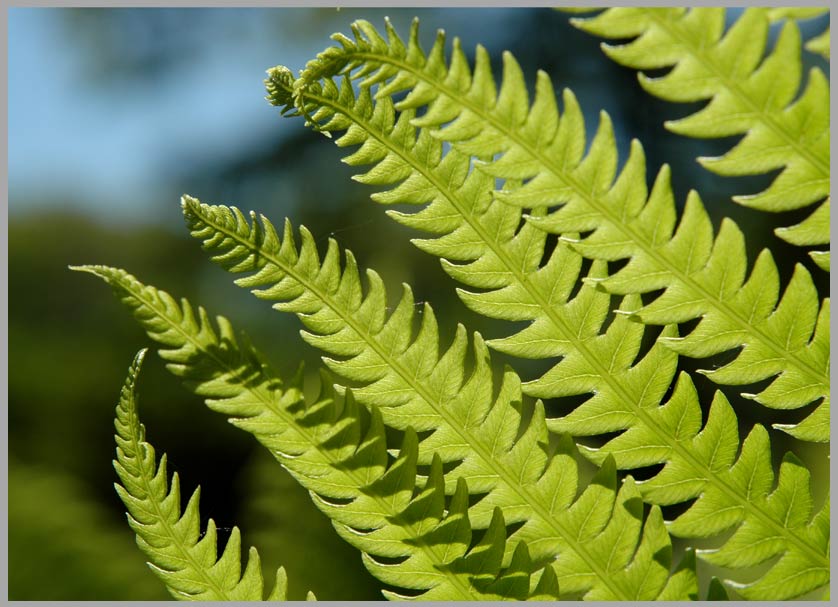 five fern rhythm