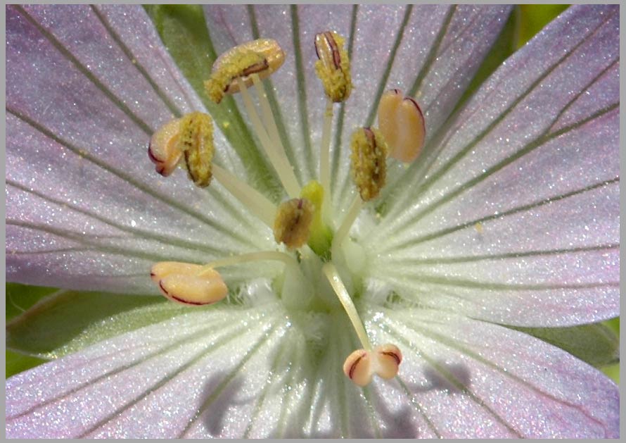 geranium center