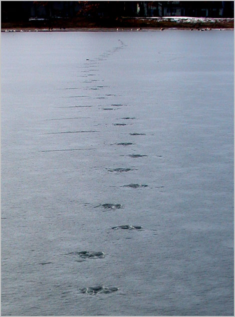 goose tracks