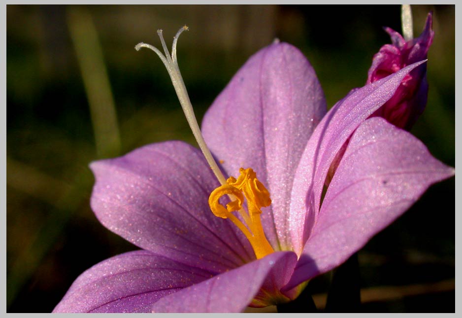 Satin Flower, Zumwalt Prairie (Olsynium inflatum, member of the Iris family)