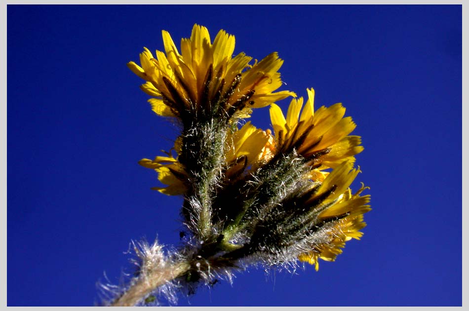 CLIFF CREGO | Western Hawkweed, skyview at 2200 m. (Hieracium albertinum) 
