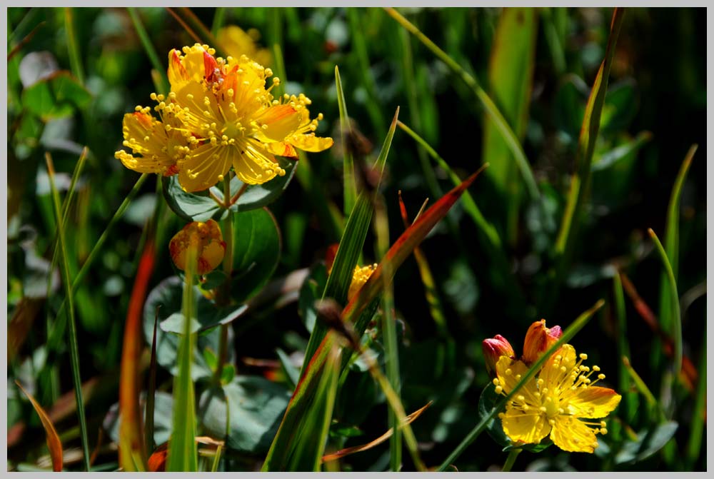 CLIFF CREGO | Western st. John's Wort (Hypericum scouleri ssp. nortoniae), High Wallowas
