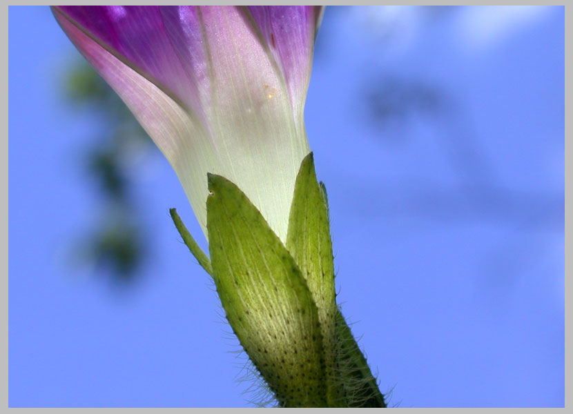 Morning Glory, calyx form . . . (Ipomoea purpurea)