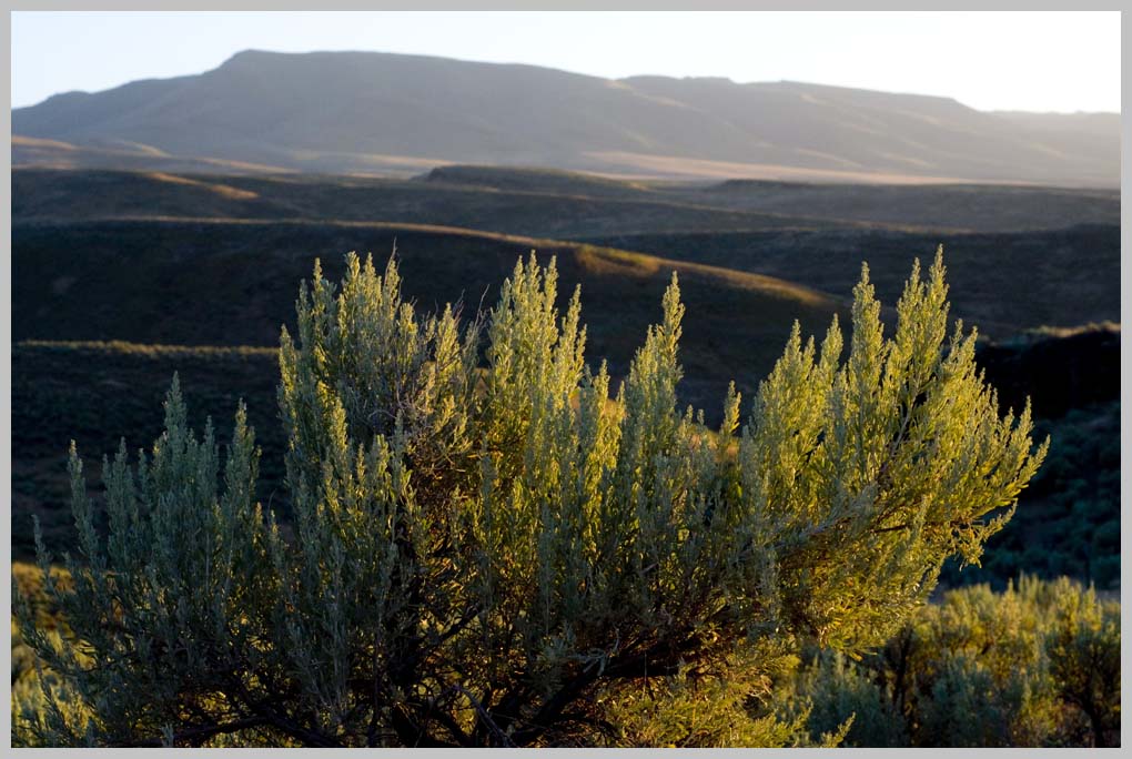JULY SAGEBRUSH STEPPE (800 m., VII.7.2010)