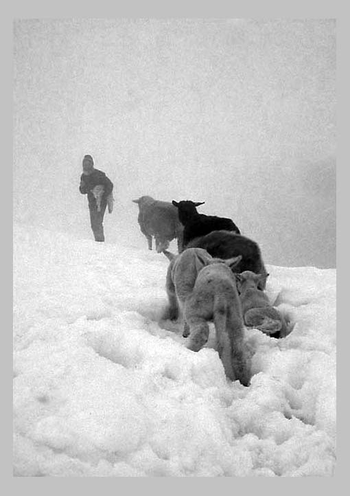 CLIFF CREGO | | IMAGE: Bringing the spring lambs down to a lower barn with more hay. April. The Alps |