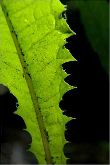 leaf edge rhythm