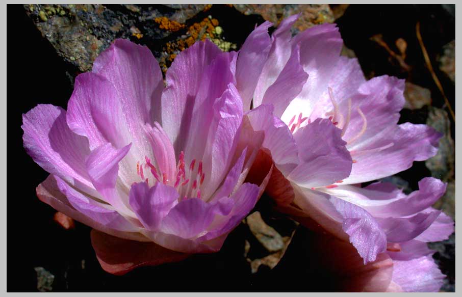 CLIFF CREGO | Bitterroot Duo (Lewisia rediviva)