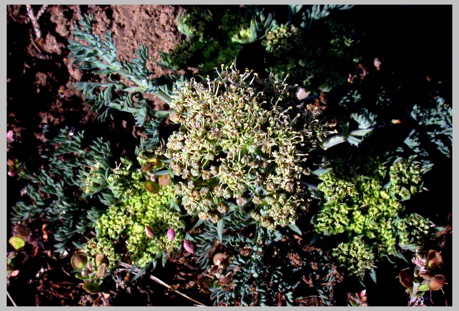 CLIFF CREGO | Large-fruited Biscuitroot, flowers (Lomatium macrocarpum) 