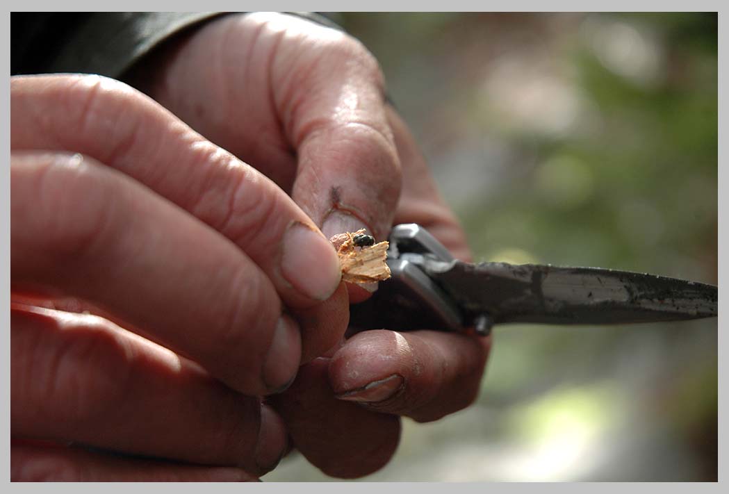 CLIFF CREGO: Friend, DAVID LANDRUM, field biologist & timber cruiser, [ click photo for next . . . ] shows me a Mountain Pine Beetle, North Wallowas 