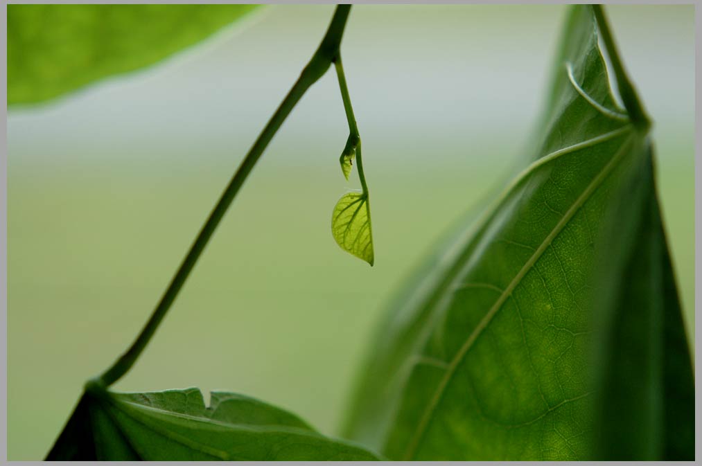 NEW REDBUD LEAF (Cercis canadensis)