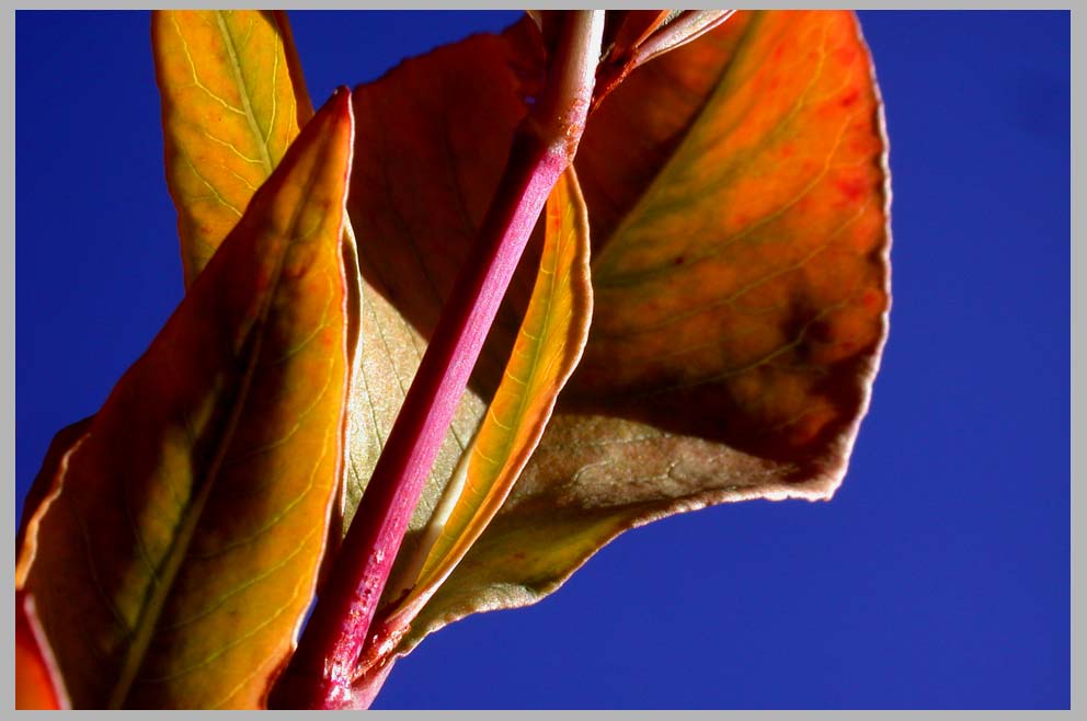 CLIFF CREGO | Alpine Fleeceflower—close-up (Polygonum phytolaccaefolium)