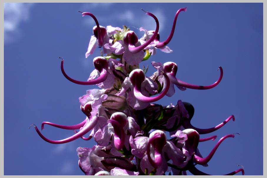 CLIFF CREGO | Betony or Elephanthead Lousewort (Pedicularis groenlanica)