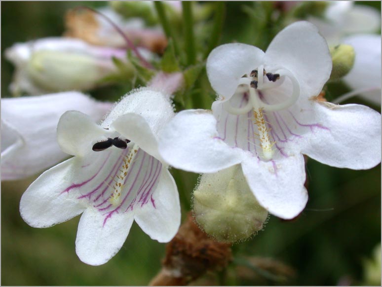 penstemon