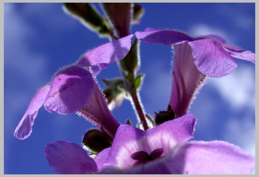 CLIFF CREGO | Rock Penstemom, skyview (Penstemon gairdneri) 