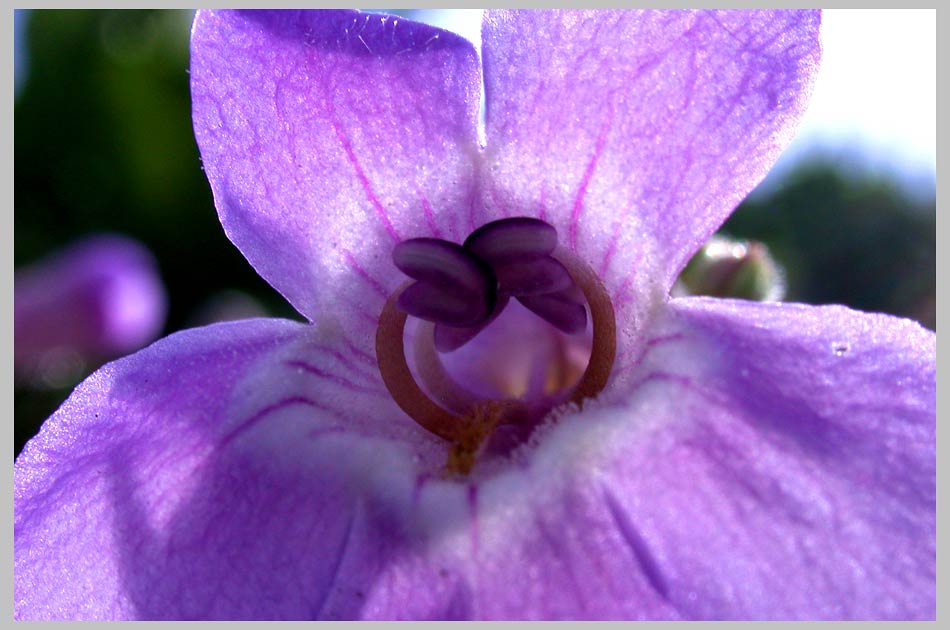 CLIFF CREGO | Rock Penstemom, inner structure (Penstemon gairdneri)