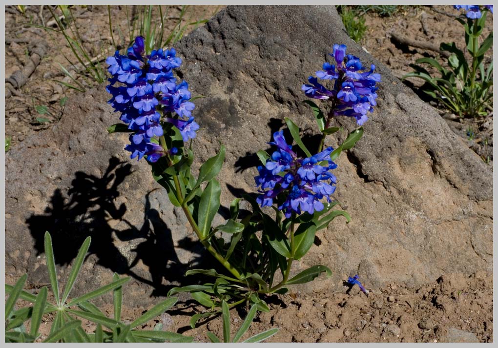 BLUE MOUNTAIN PENSTEMON (Pensetmon pennellianus)