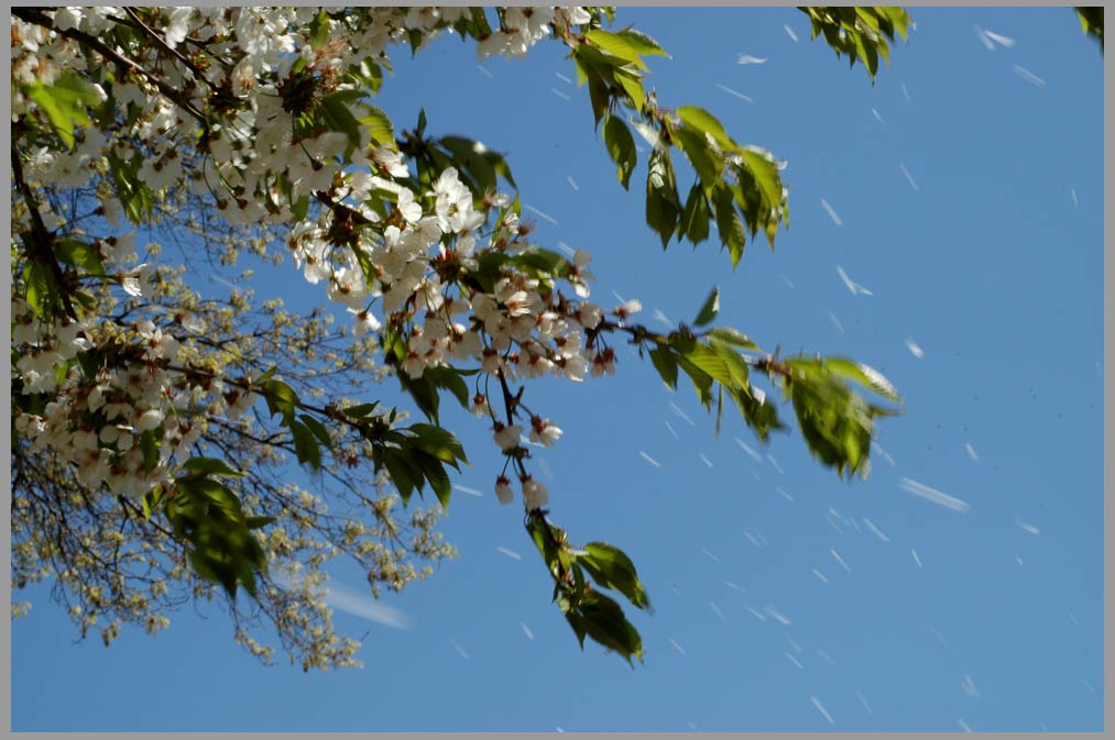 petal snow