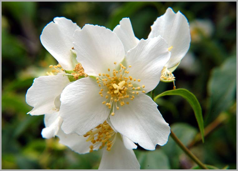 sweet syringa