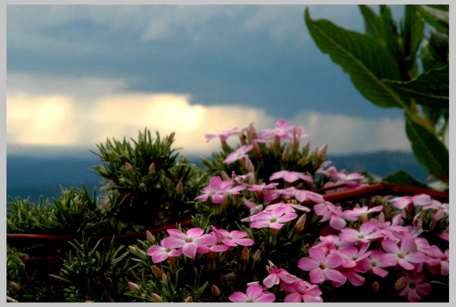 Mountain Phlox (Phlox diffusa)