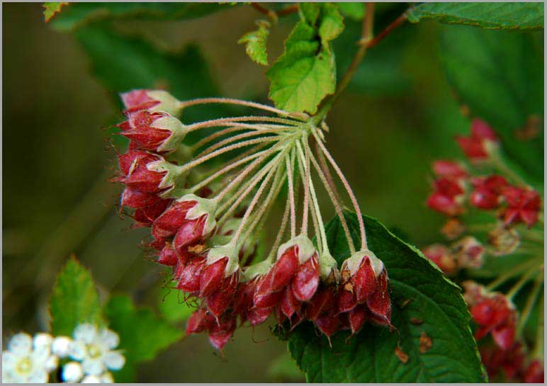 ninebark