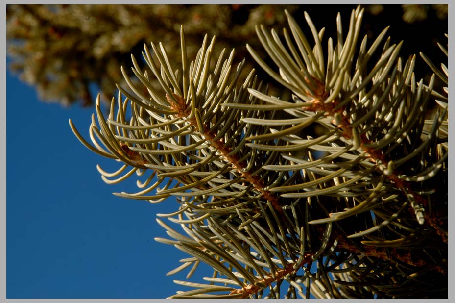 Winter Engelmann Spruce. "Picea engelmannii"