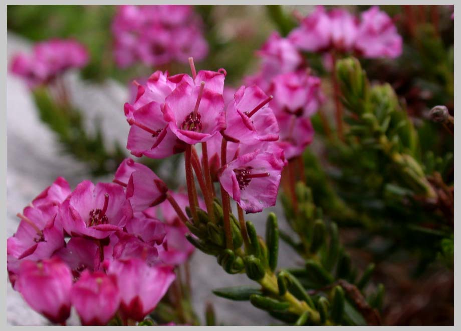 WESTERN BOG LAUREL—  close-up July aspect (Kalmia empetriformis)