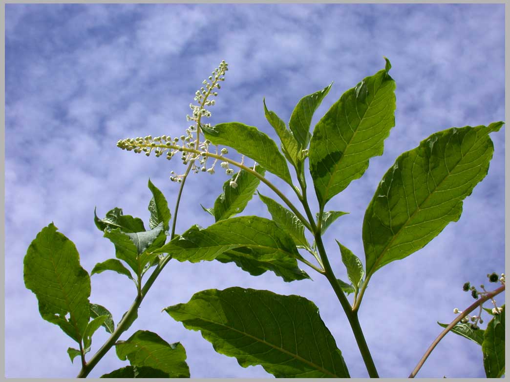 july poleweed