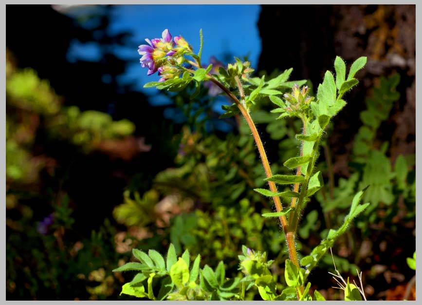 Jacob's Ladder (Polemonia spp.)