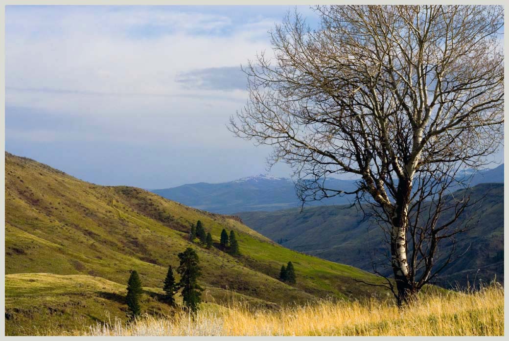 Solitary Quaking Aspen (Populus temuloides) in open spring steppe