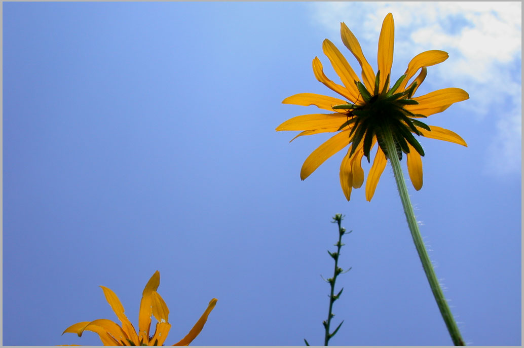 prairie light