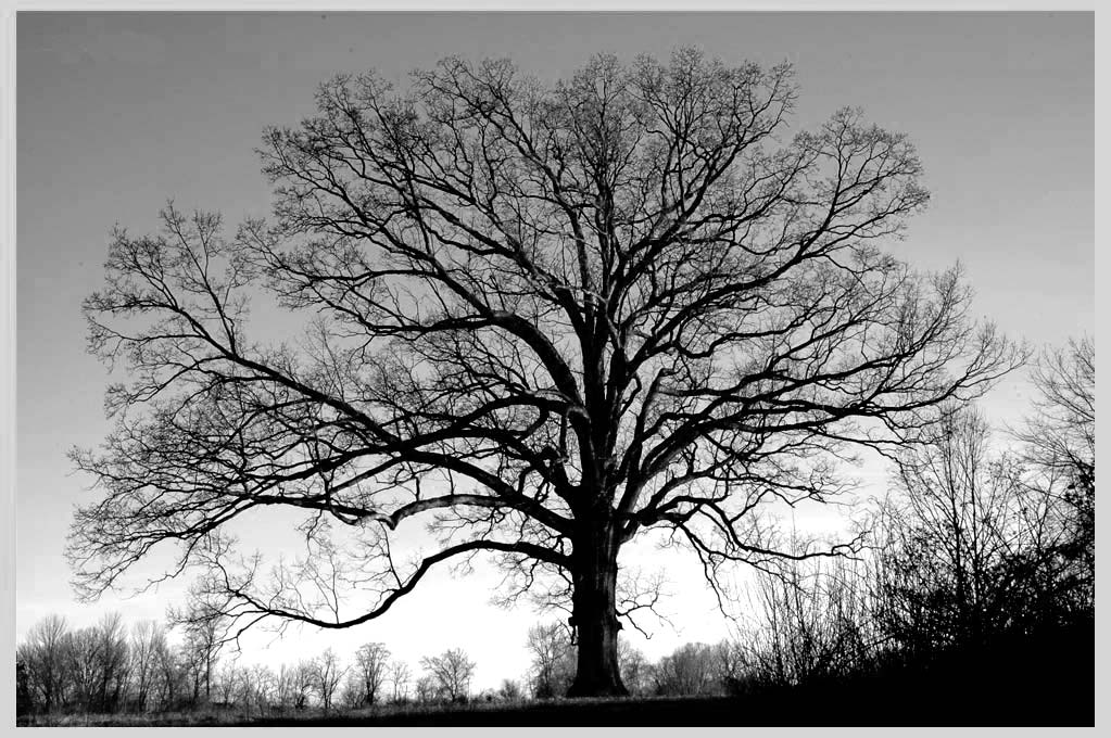 WHITE OAK (Quercus alba)