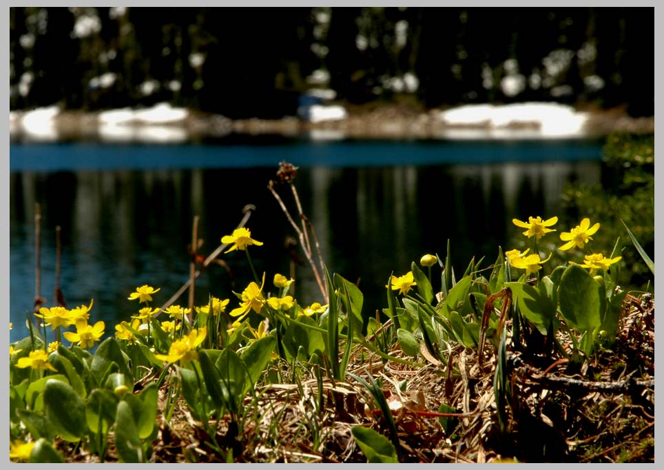 Blue Mountain Buttercups (Ranunculus populago). Eagle Cap Wilderness
