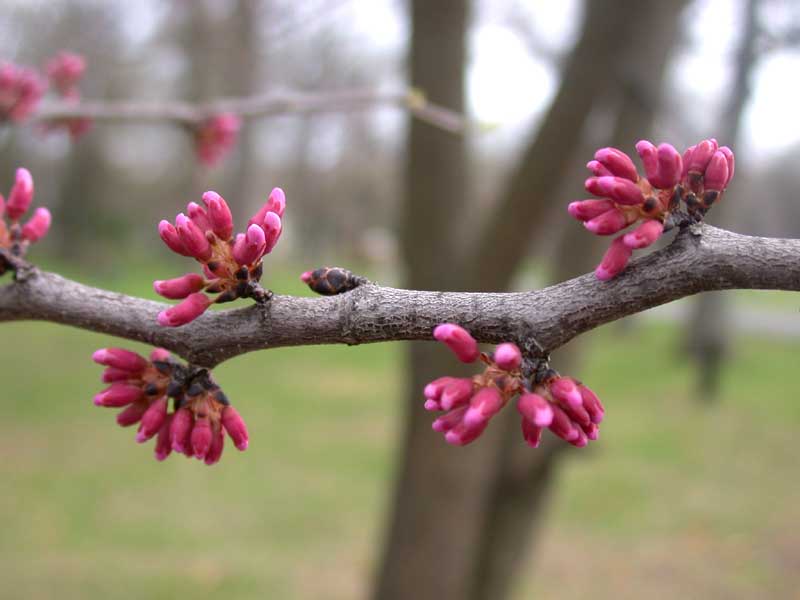 redbud-flowers opening