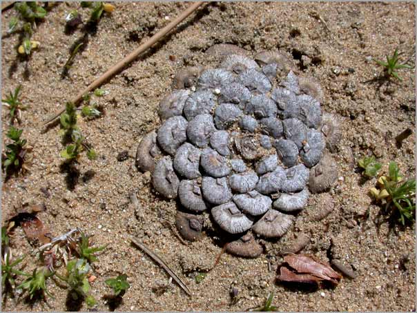 redpine cone