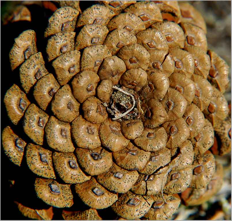 redpine, double spiral