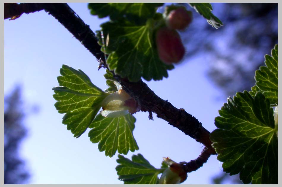 STICKY CURRANT, new Leaves, unfolding— (Ribes viscosissimum)
