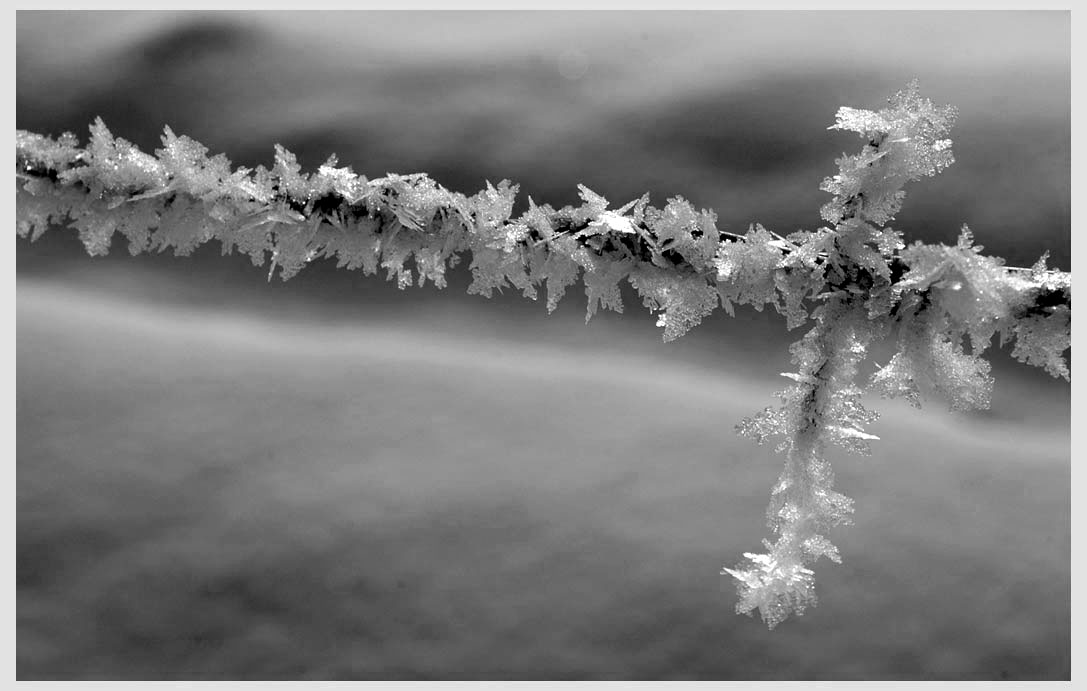 CLIFF CREGO | Rime on Barbed-wire, New Year's Day