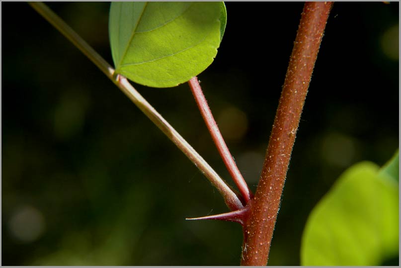 black locust, spine