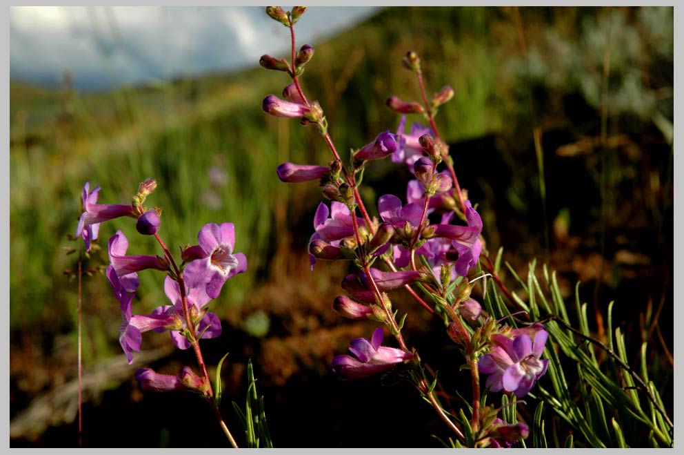 CLIFF CREGO | Rock Penstemon (Penstemon gairdneri) 