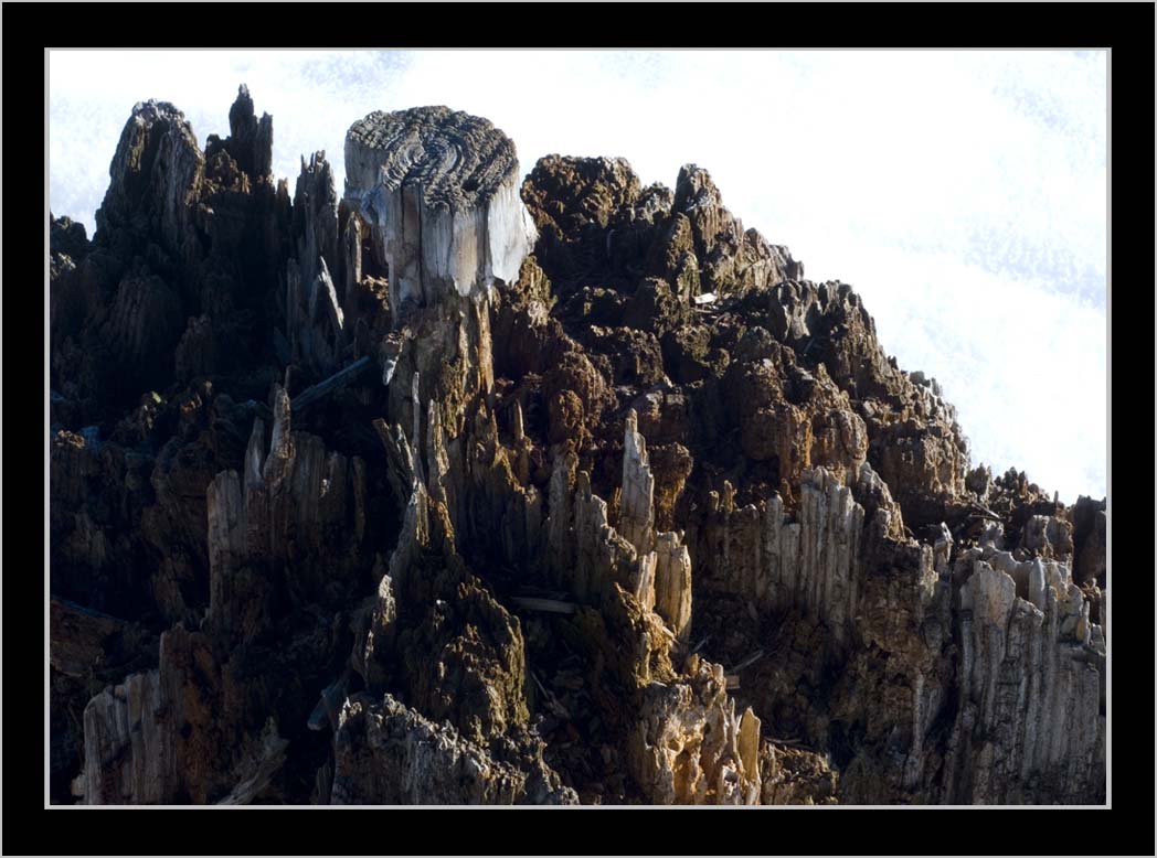 CLIFF CREGO: ROUGNESS. TEXTURE. STUMP.—a study in composition