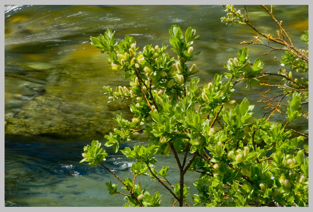 WOLF'S WILLOW w// staminate catkins on granite in riparian at 1800 m (Salix wolfii)