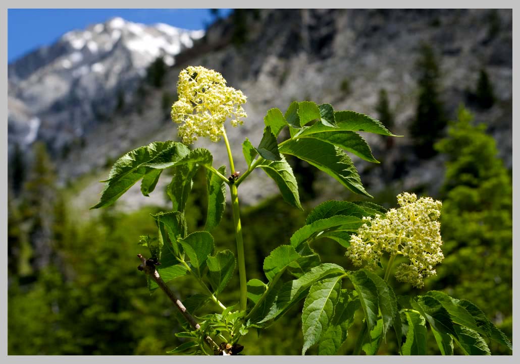 MOUNTAIN ELDERBERRY, w/ blue (mot red) berries (Sambucus racemosa)