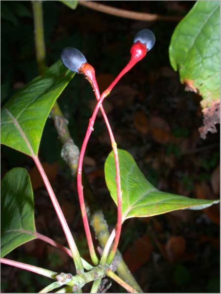 sassafras drupes
