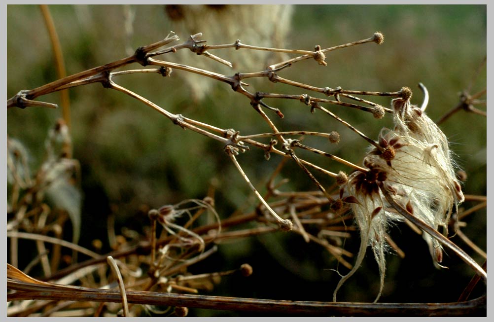 CLIFF CREGO | Seed Floss, Western White Virgin's Bower (Clematis ligusticifolia)