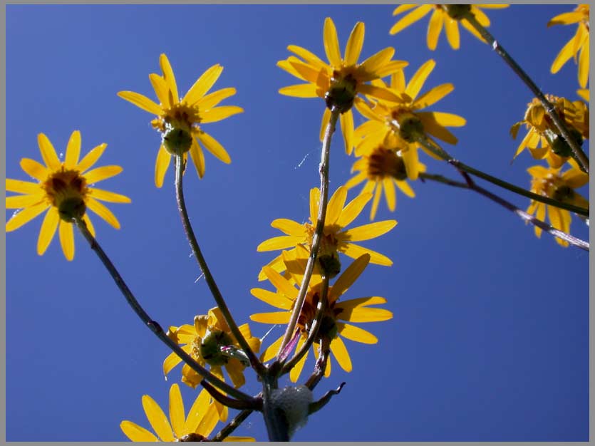 senecio