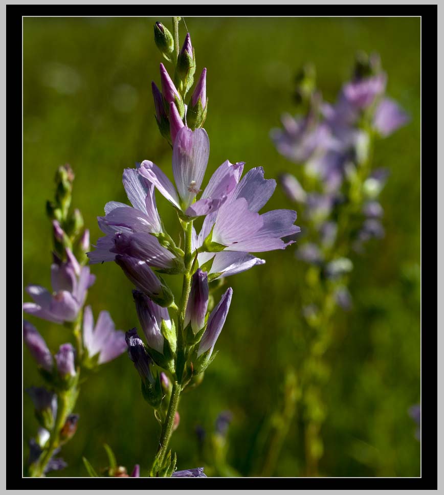 OREGON Checker Mallow on SUMMIT CREEK (Sidalcea oregana)