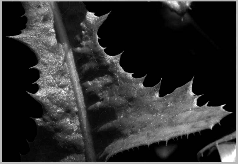 sonchus asper, detail
