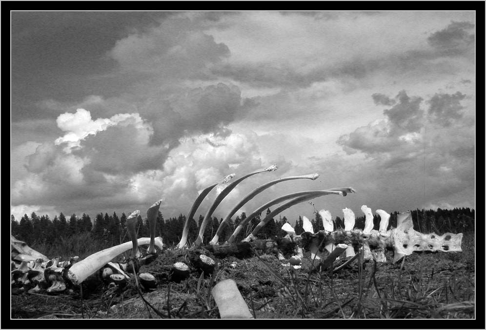 SPRING BONES UNDER A BIG SKY, South Wallowas